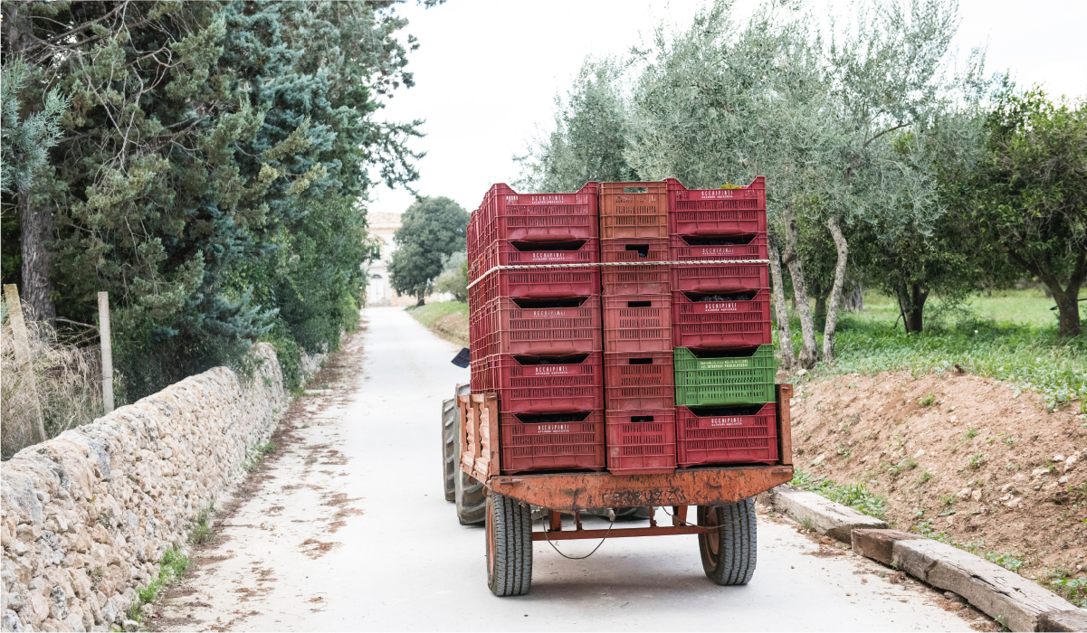 vendemmia 2016