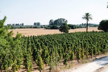 frappato fossa di lupo